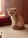 Шотланские вислоухий котенок