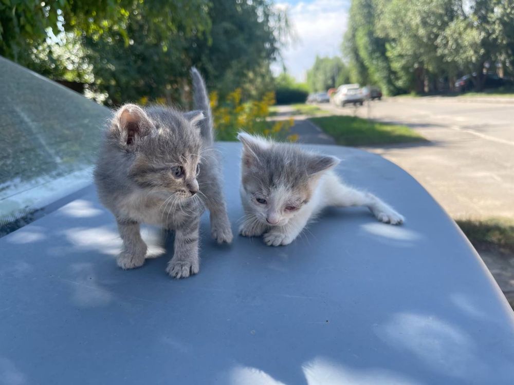 котята в добрые руки