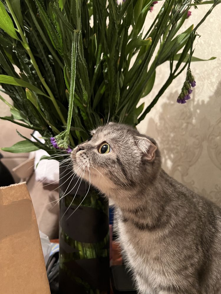 Отдадим кошку в добрые руки