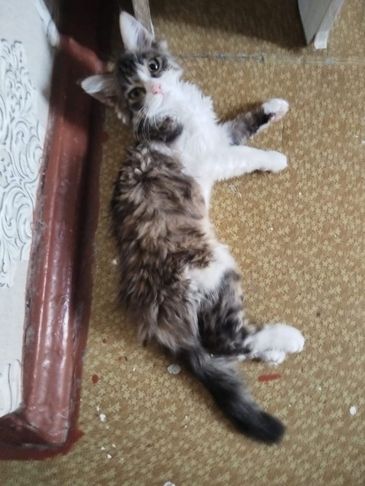 Котенок в добрые руки!