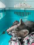 Котенок(мальчик),отдадим бесплатно