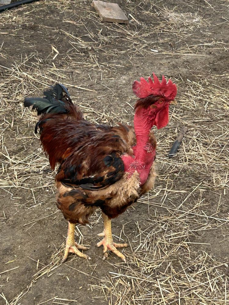 Продам куриное икубационное яйцо. Стадо микс . Оплод отличный!!!