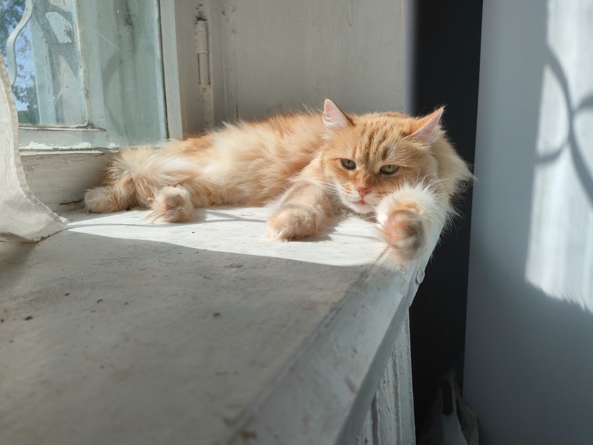Кошка, рыжая редкость