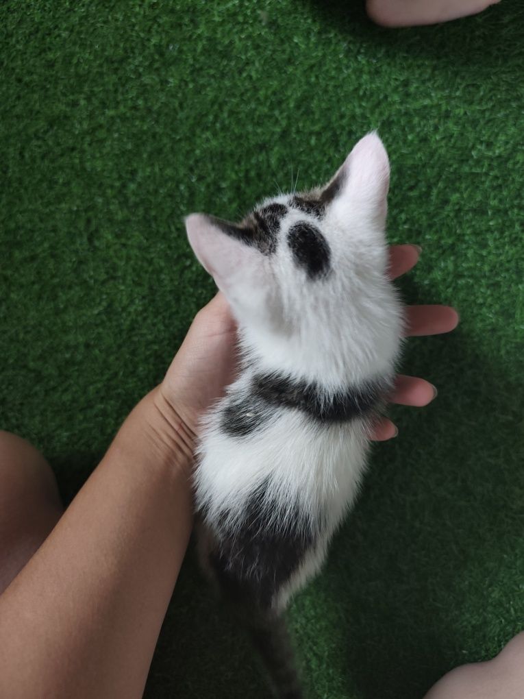 котятки ищут свой дом