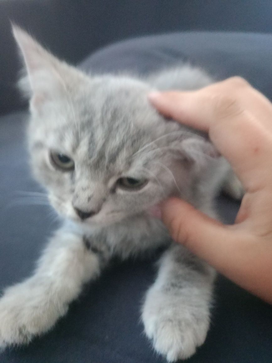 Котята вислоухие