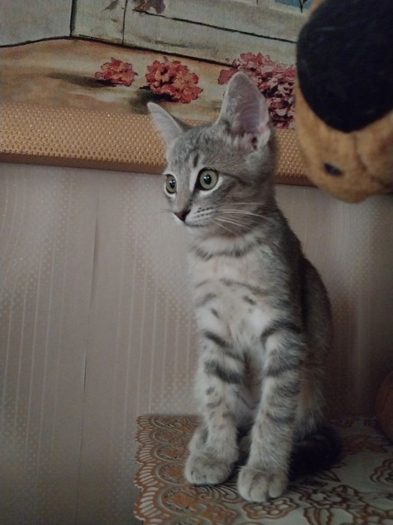 Котенок малыш мальчик