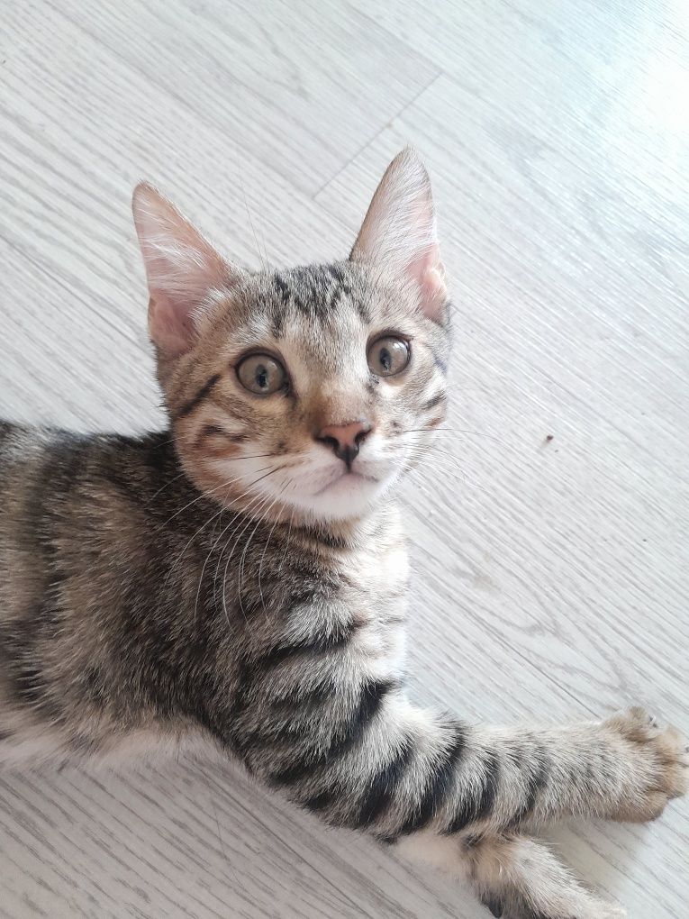 Котята бенгалы метисы