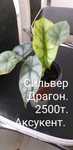 Комнатные цветы .