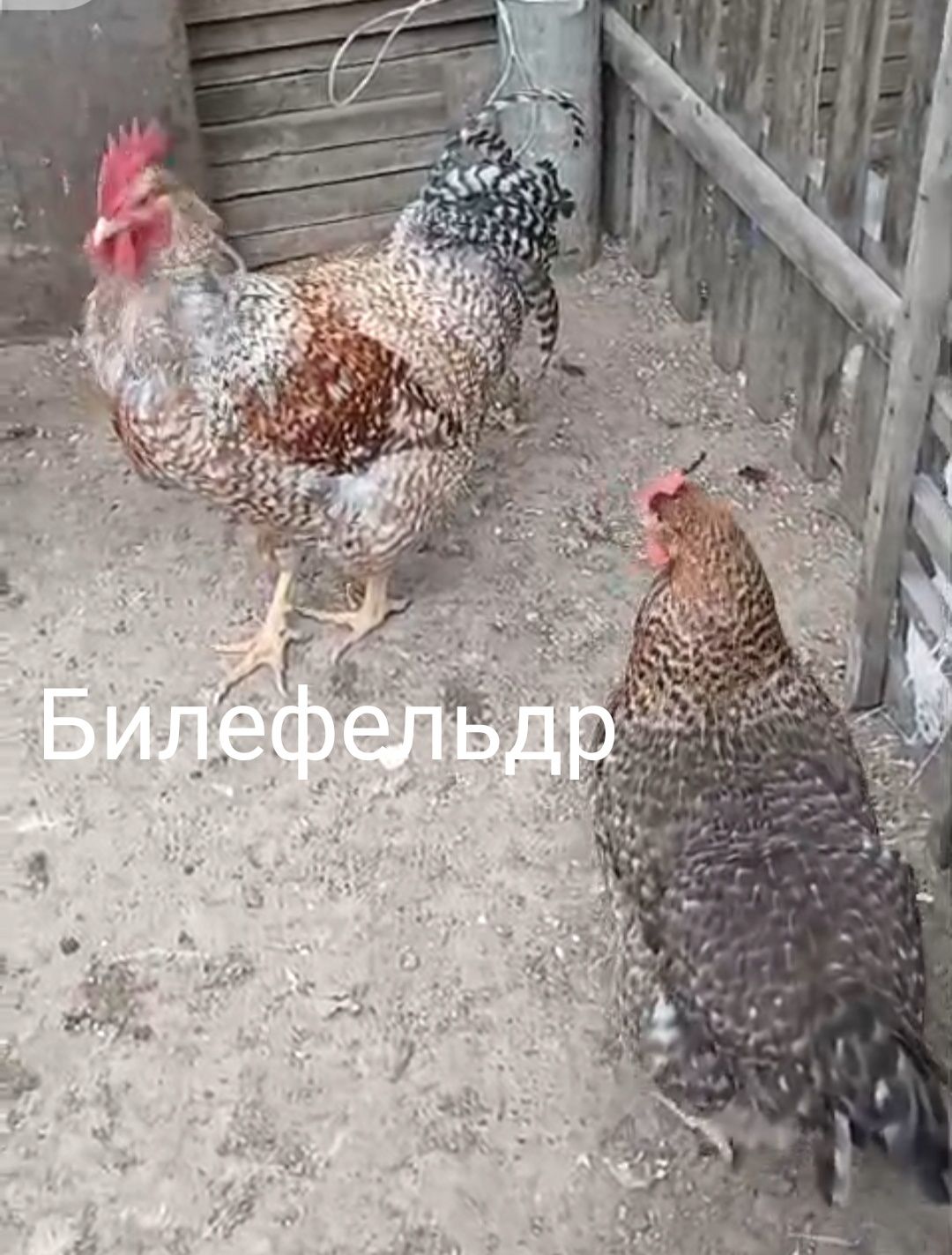 Продам Цыплят. Цены разные..