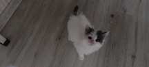 Отдам котика в добрые руки!