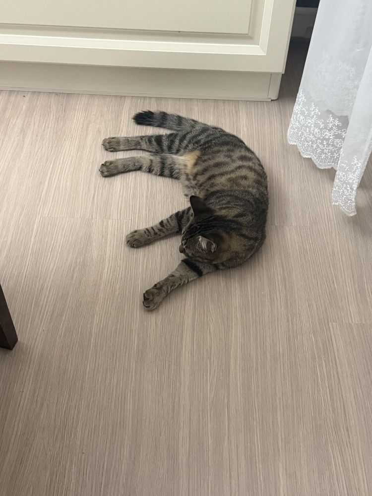 Отдам котенка в добрые руки