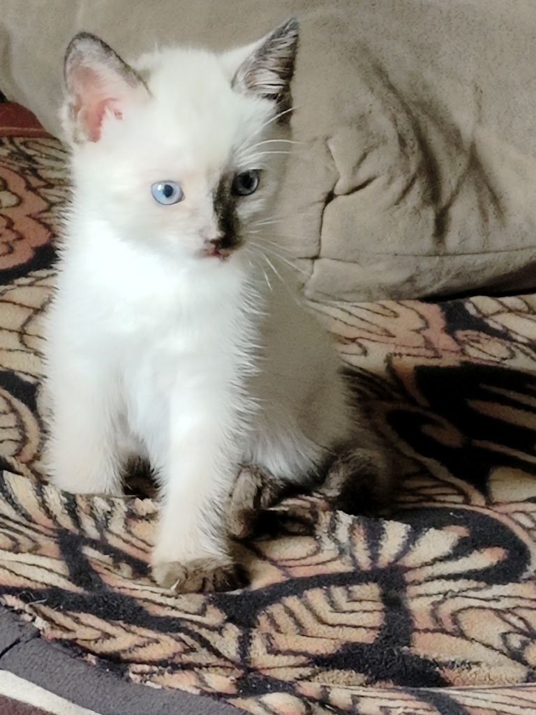 Отдам котят в хорошие руки