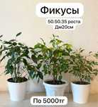 Комнатные растение