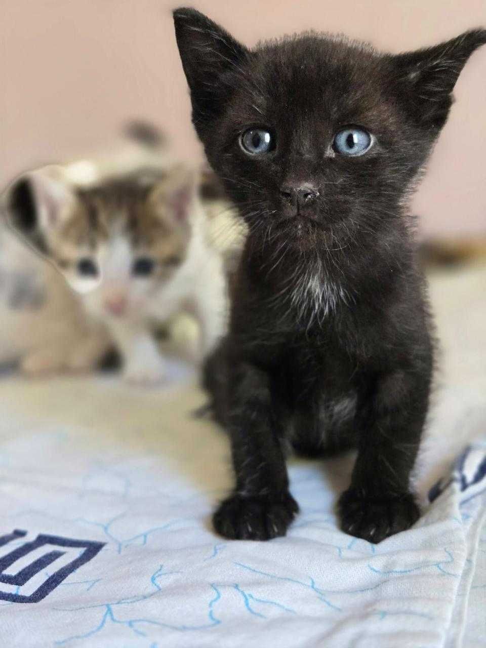 Кошки  и котята в добрые руки