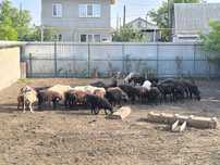 Срочно нужны деньги! Продается стадо овец.