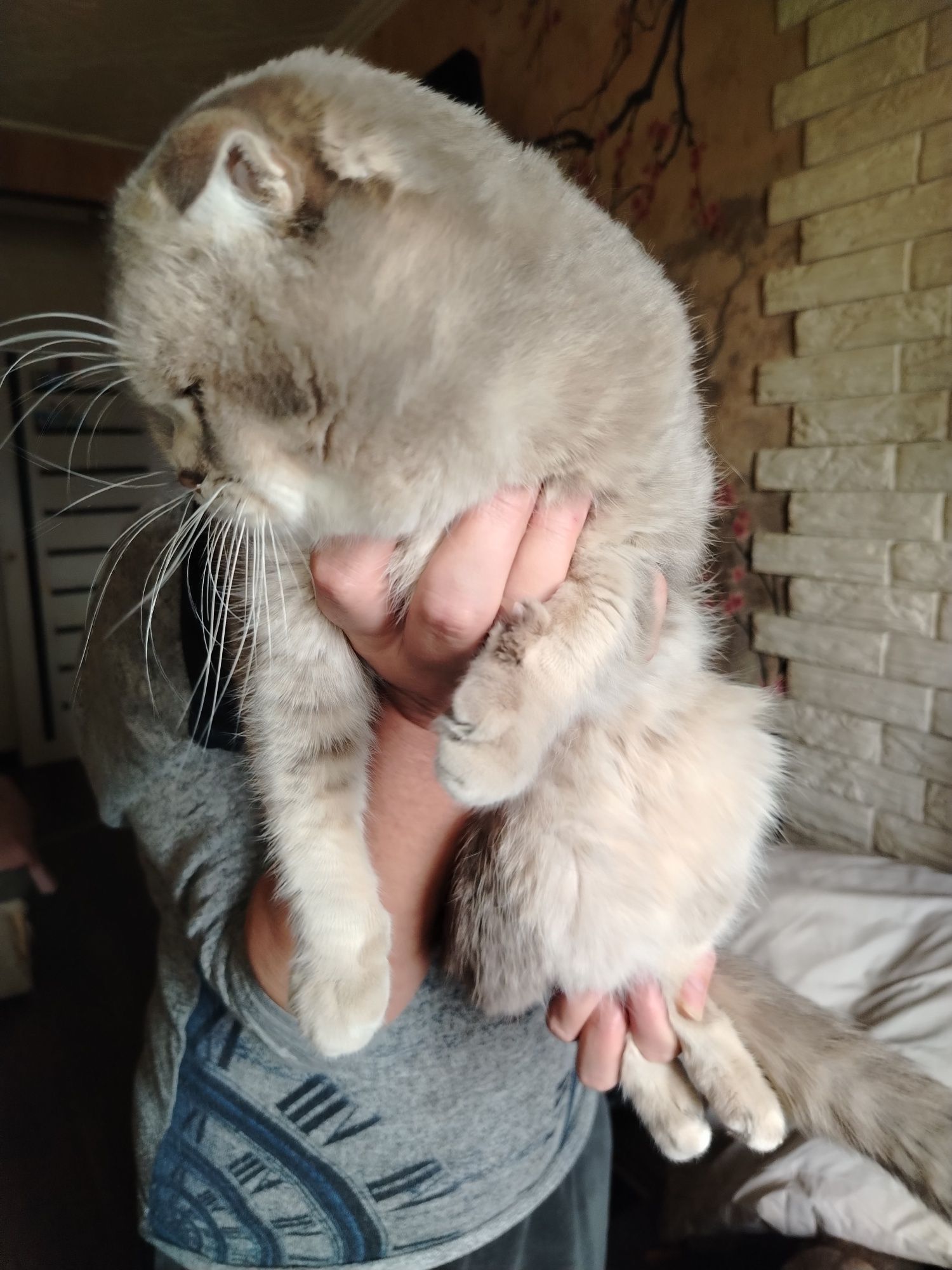 Вязка.кот шиншилла серебро, скотиш фолт. 11 м/н