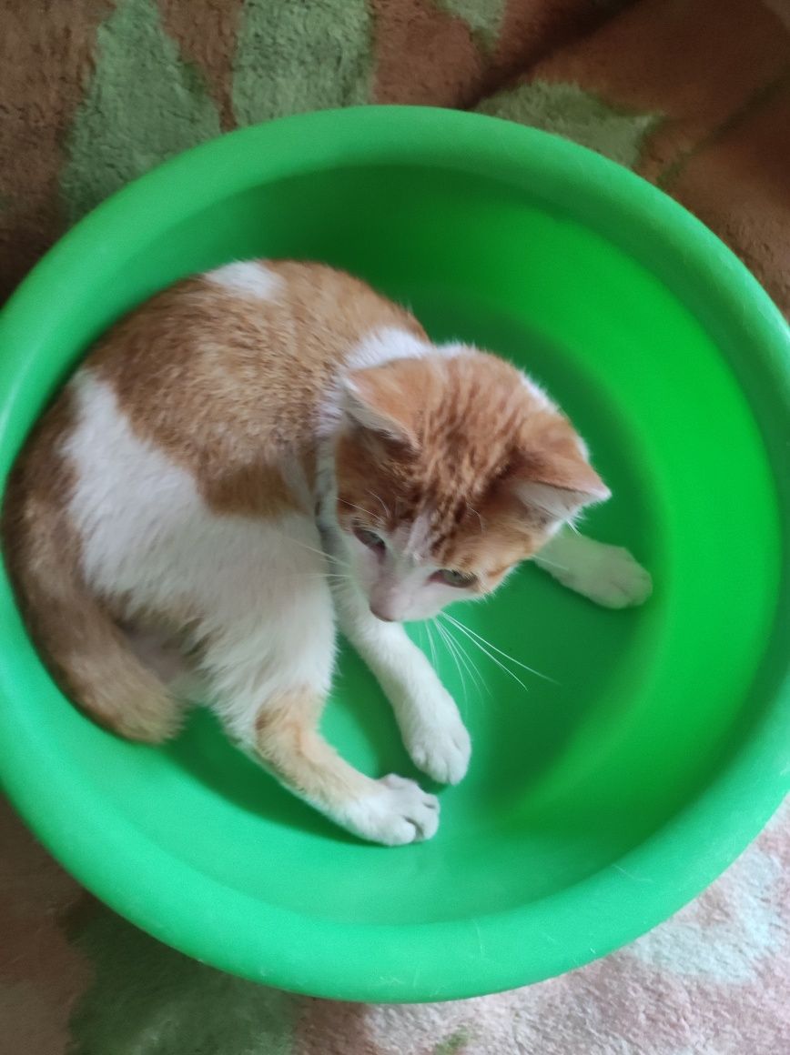 Котенок на Счастье
