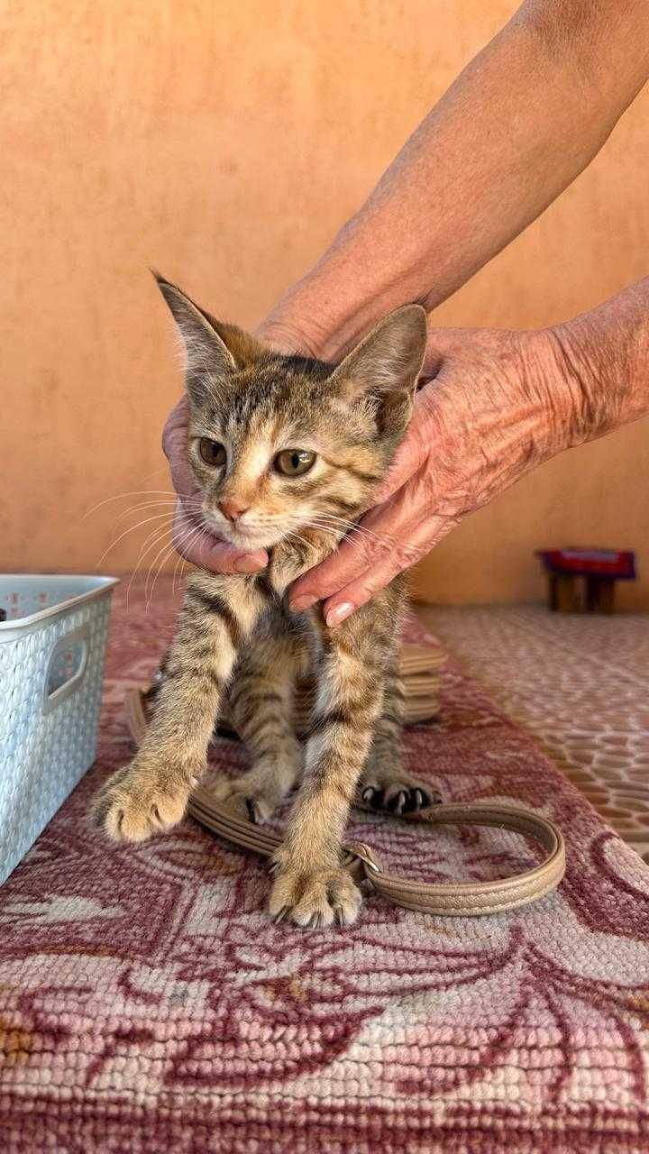 Маленький котенок в добрые руки