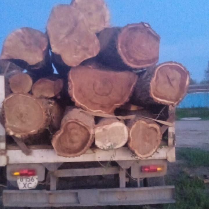 Пппилим деревья , с выездом за город