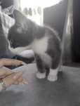 Отдаю бесплатно котенка