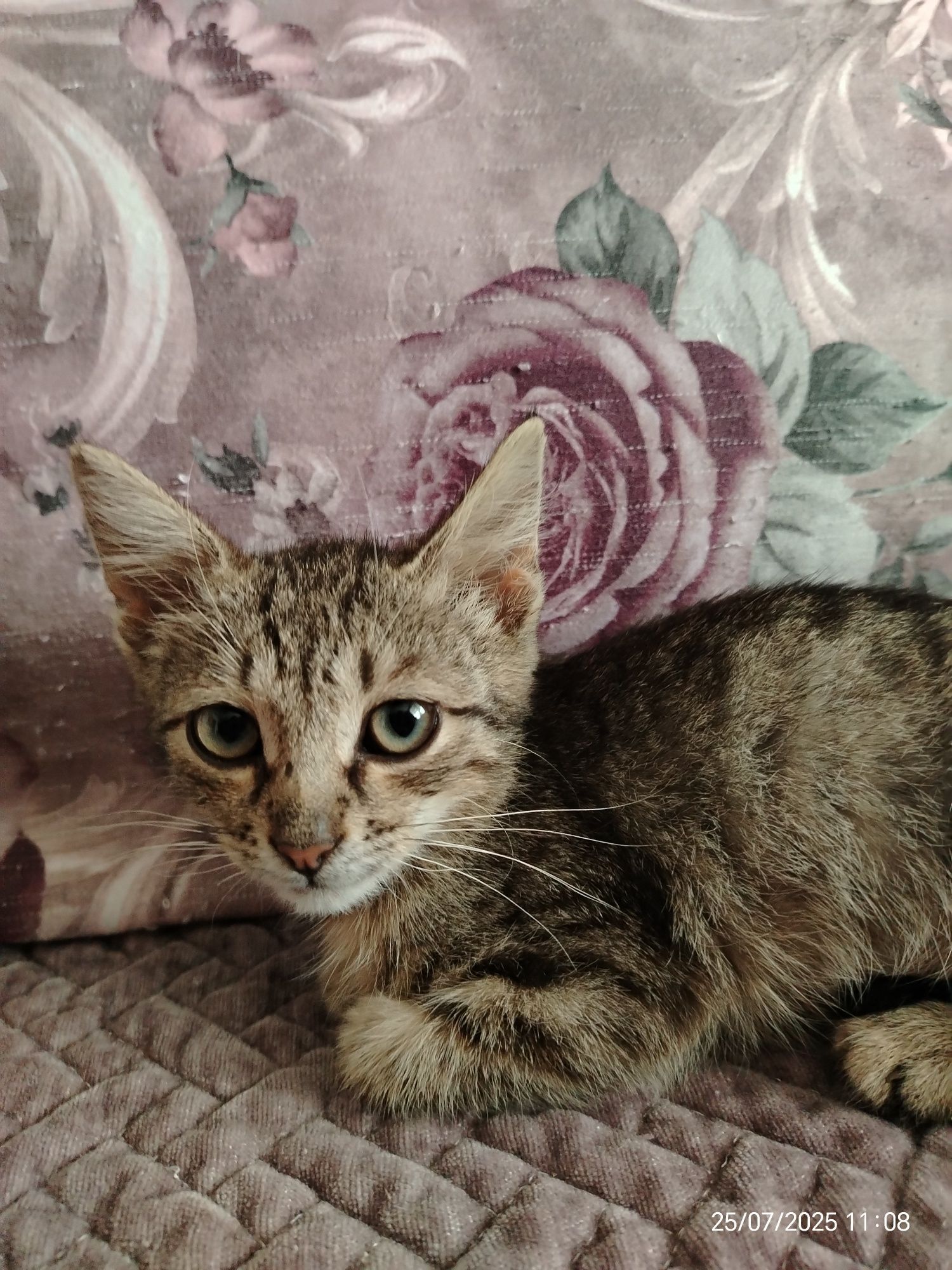 Мальчик Кузя 2,5мес. В любящую семью.