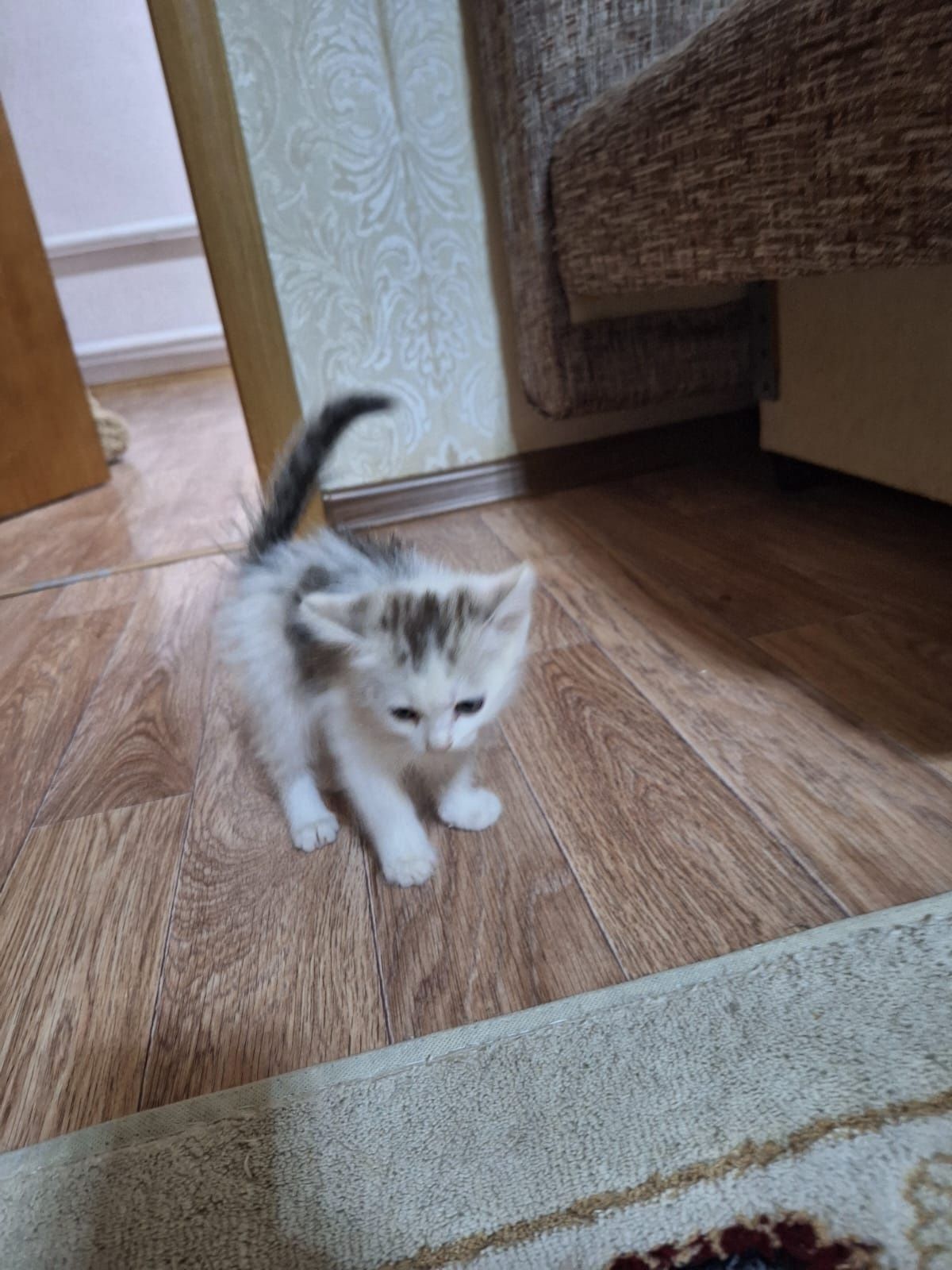 Отдам даром котенка
