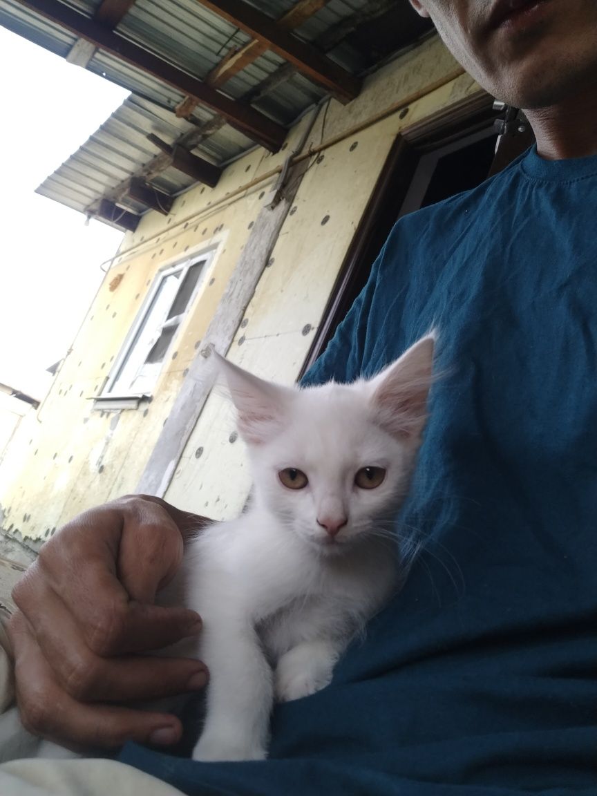 Котенок бесплатно