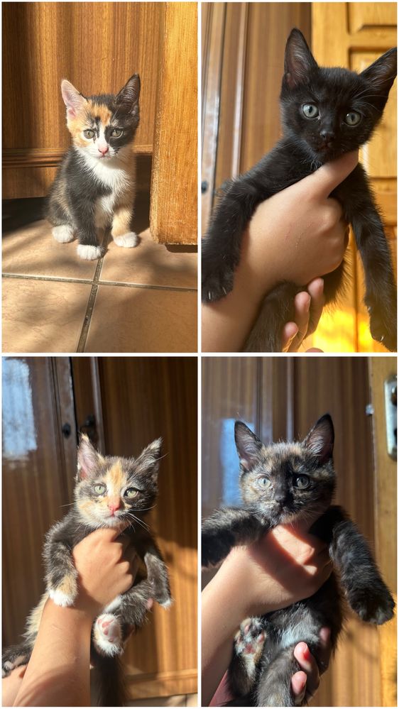 Отдам котят бесплатно