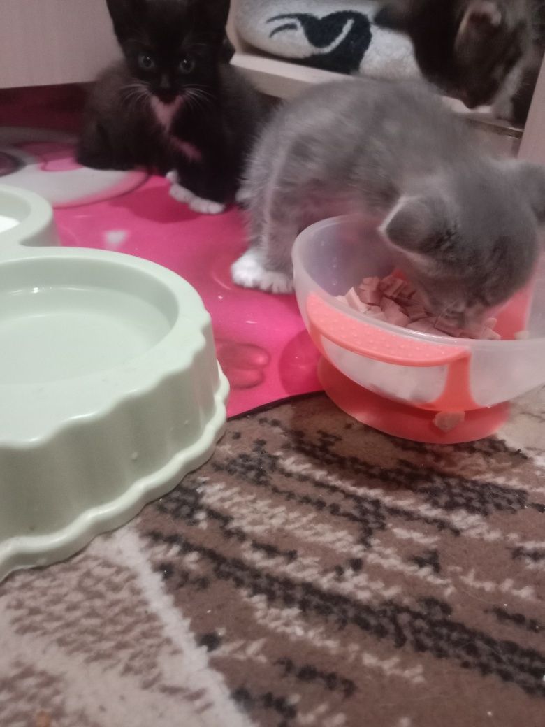 Отдам котят в добрые руки