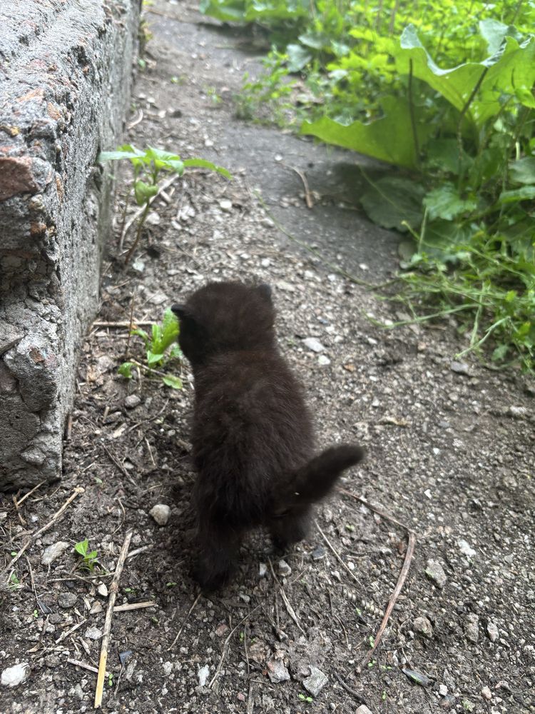 Приютите 2 котят
