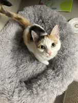 Котенок подросток в добрые руки