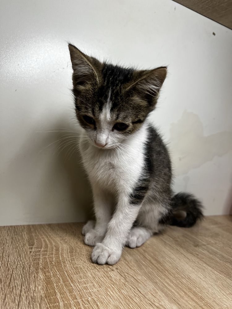 Милые котята в добрые руки
