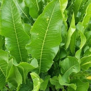 Продам корень хрена  ,укроп и листья
