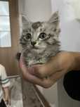 Maine coon немесе Сібір мысығы