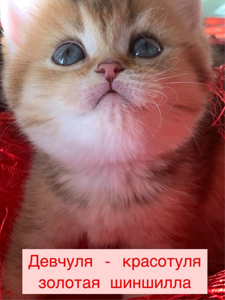 Продам чистокровных шиншиллок