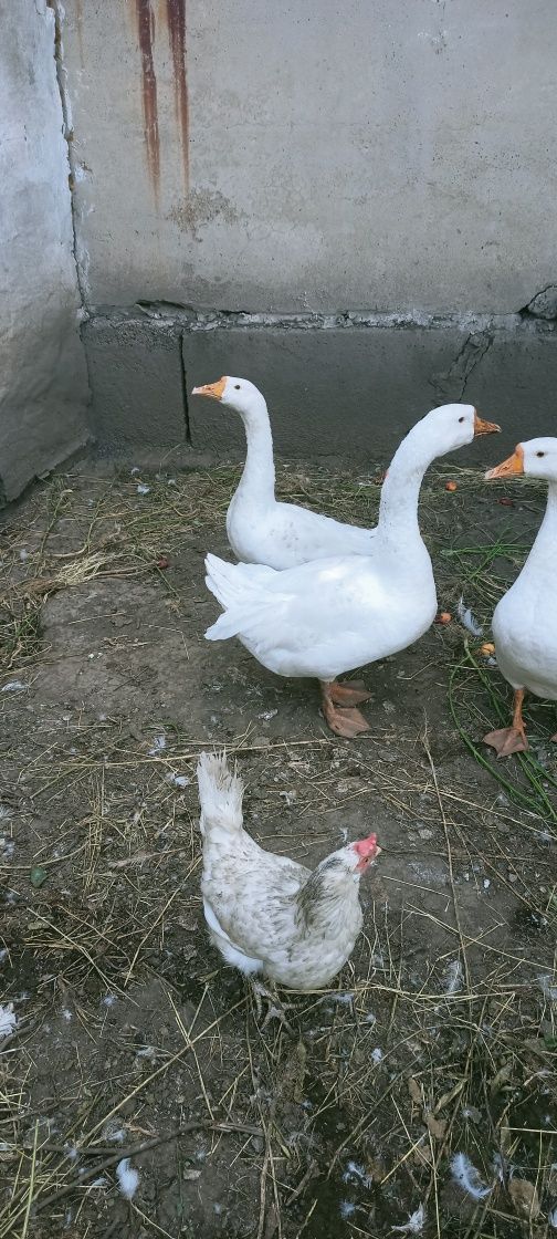 Продаются Гуси      .