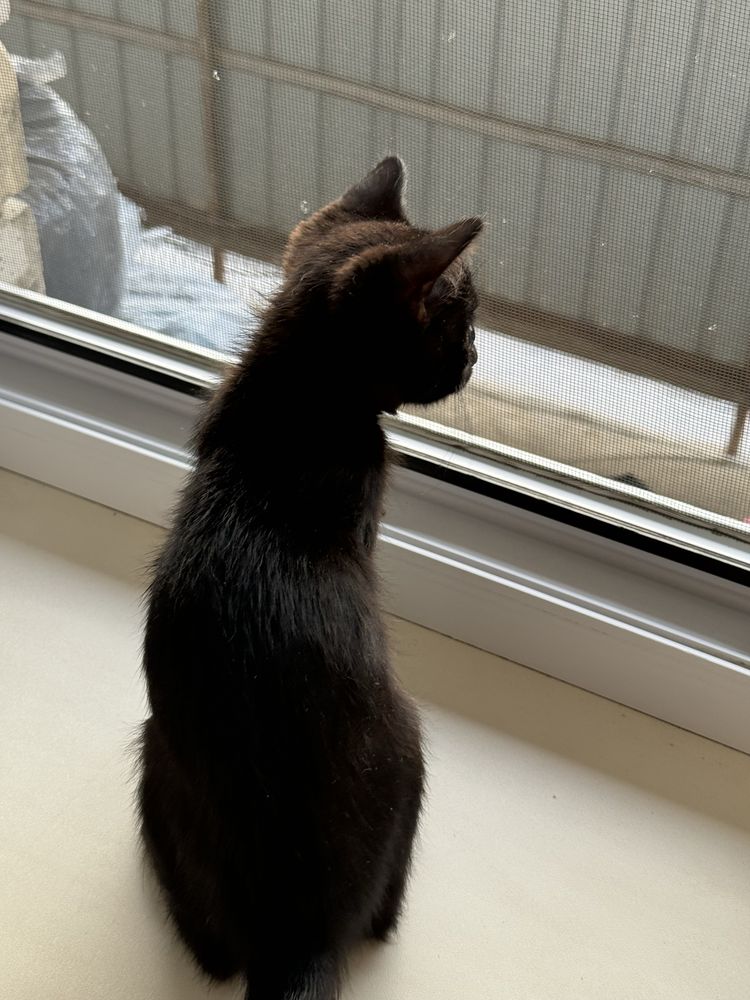 Котенок ищет дом СРОЧНО!!!