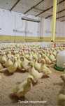 Продам 6 дневных гусят Линда по 1600 оптом