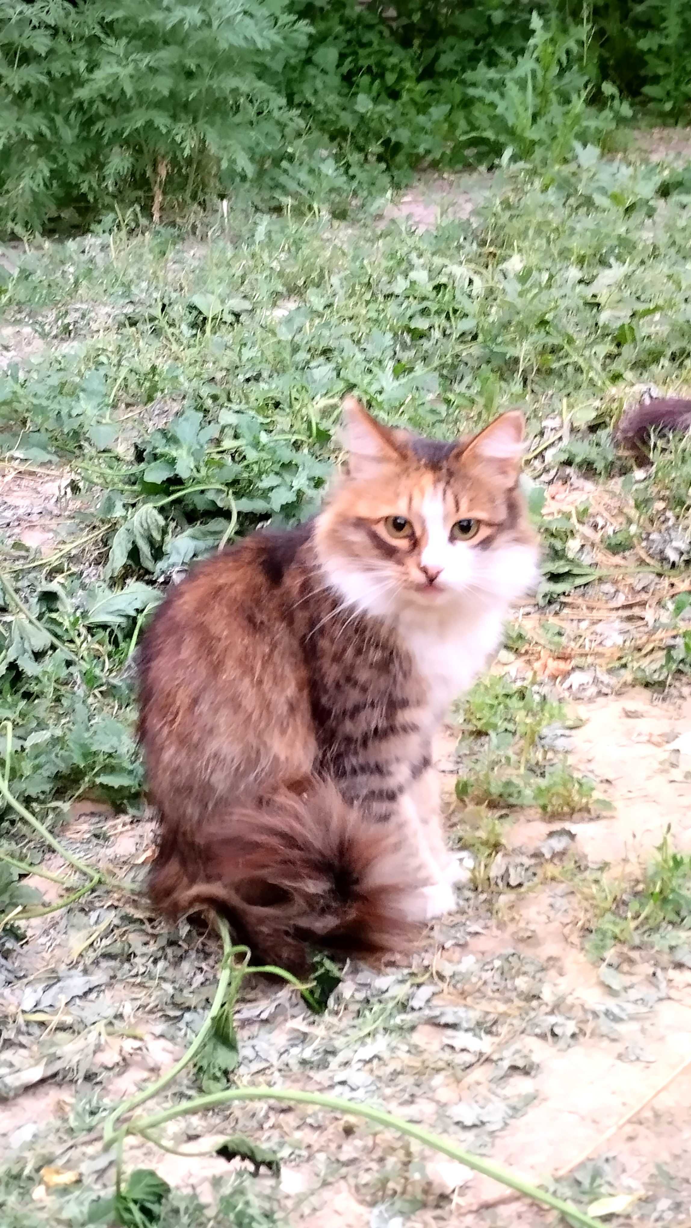 Коты и кошечки ищут новый дом.