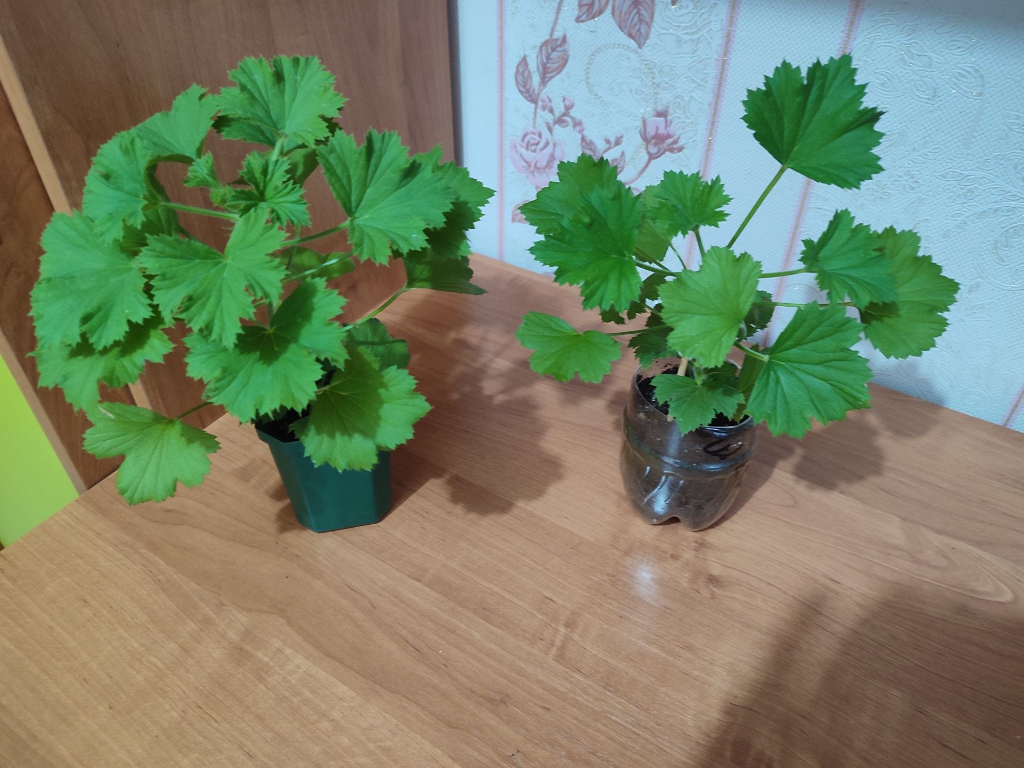 Продам комнатные растения