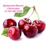 Домашняя вишня в Кульсары