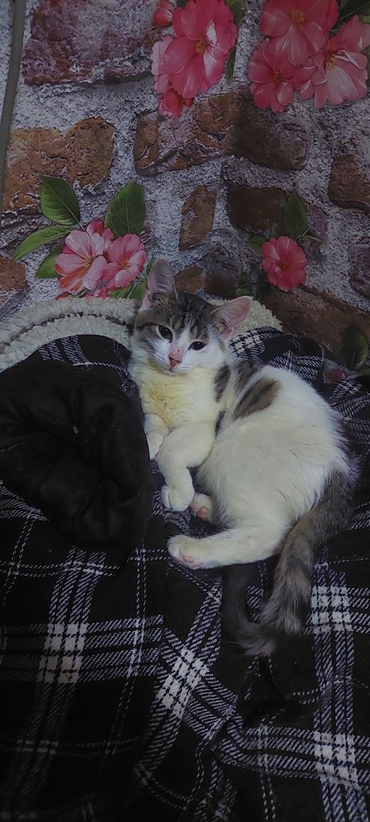 Отдам котёнка в хорошие руки