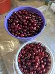 Продам домашнюю Вишню
