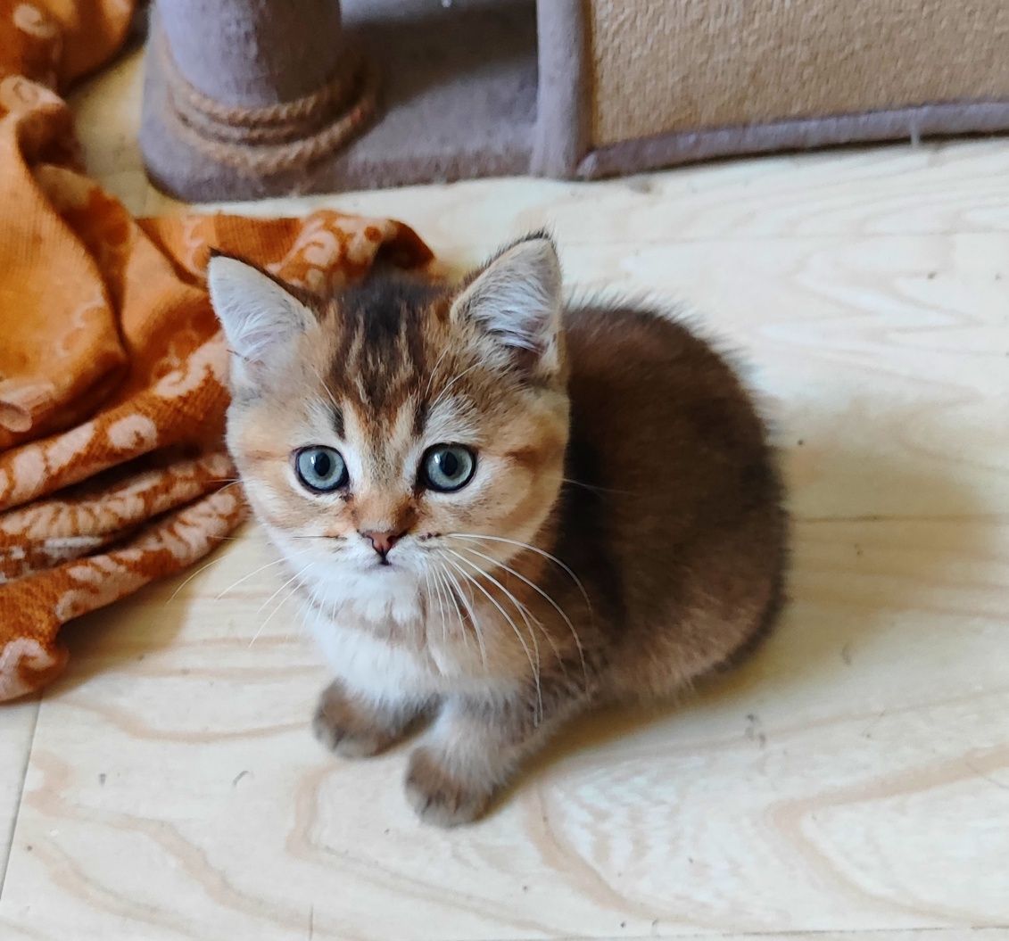 Золотые шиншилловые котята шотландцы