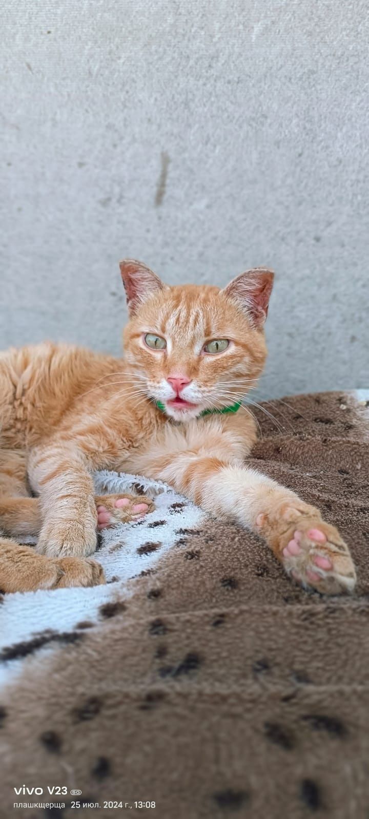 Рыжий молоденький кот