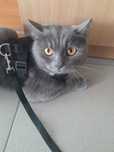 Отдам кота в добрые руки