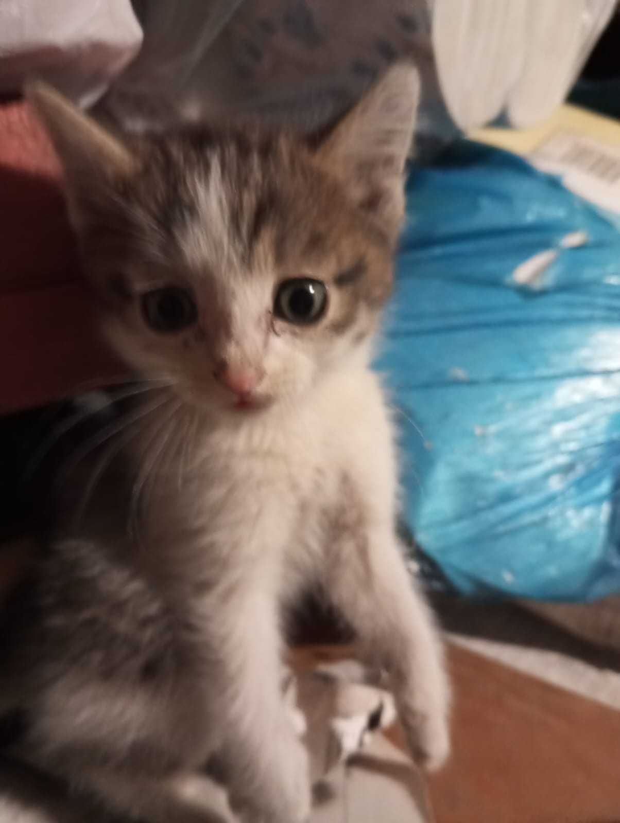 Котята ищут дом.