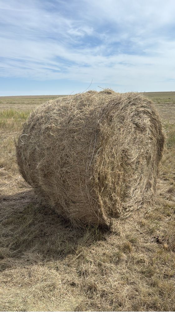 Сено шөп жетняк көде