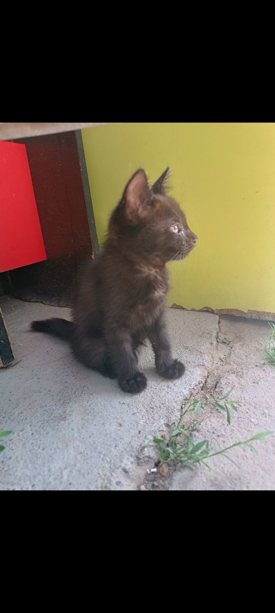 Котята девочки ,