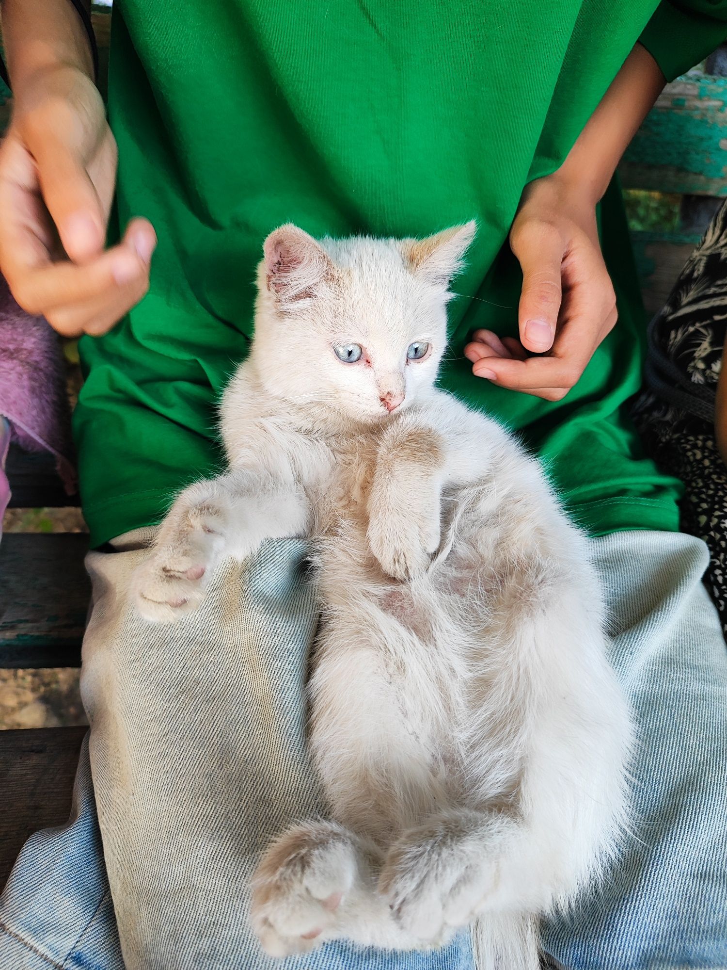 Котенок в добрые руки